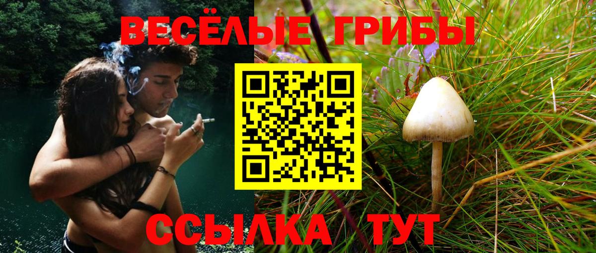Псилоцибиновые грибы Psilocybe  Вход с VPN  Котлас 